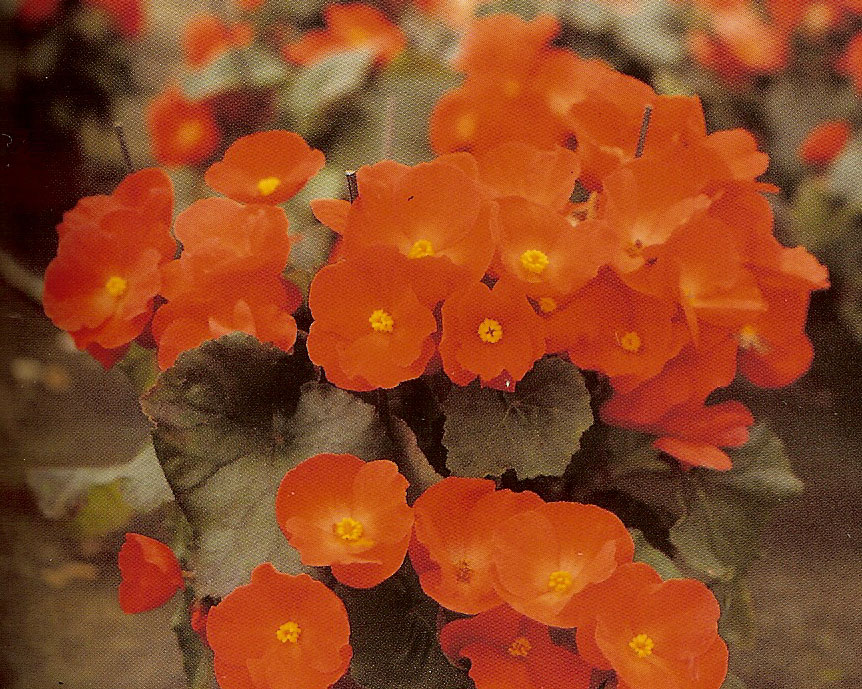 B. ‘Baluga’